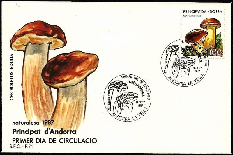 Micología - Boletus edulis - SPD