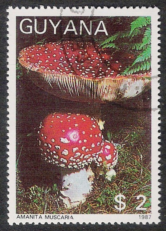 SETAS-HONGOS: 1.162.0002,00-Amanita muscaria