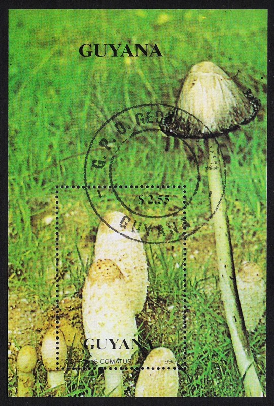 SETAS-HONGOS: 1.162.026,00-Coprinus comatus