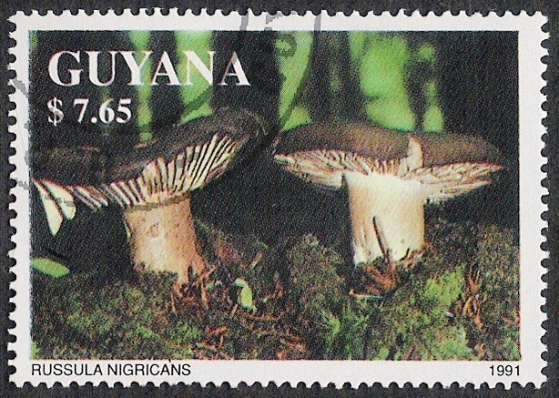 SETAS-HONGOS: 1.162.032,01-Russula nigricans -Phil.47637-Dm.991.217-Mch.3681-Sc.2464