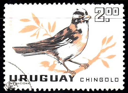 Chingolo	