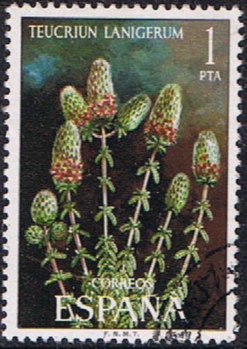 FLORA 1974. TEUCRIUM LANIGERUM