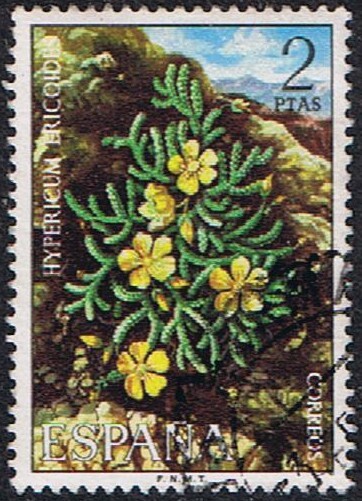 FLORA 1974. HYPERICUM ERICOIDES (PINILLO DE ORO)