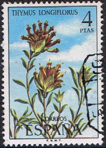 FLORA 1974. THYMUS LONGIFLORUS (TOMILLO REAL)