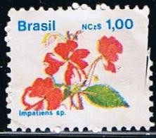 Impatiens sp.