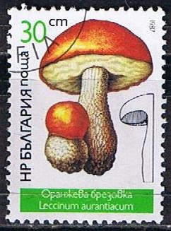 Scott  3234  Leccinum aurantiacun (2)