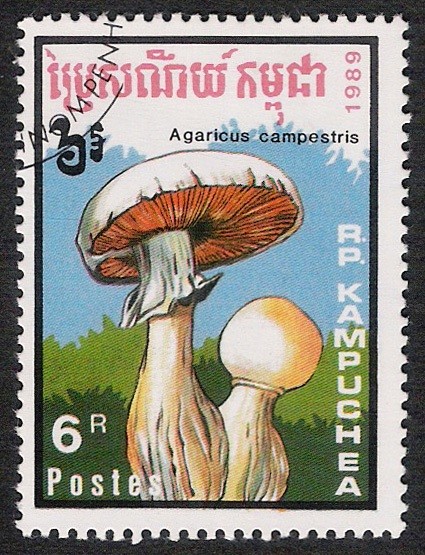 SETAS-HONGOS: 1.171.014,00-Agaricus campestris