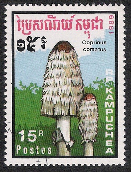 SETAS-HONGOS: 1.171.016,00-Coprinus camatus