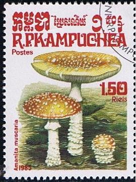 Amanita muscaria