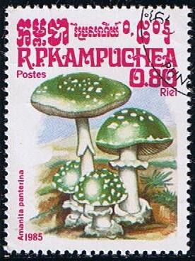 Amanita panterina