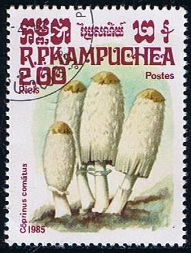 Coprinus comatus