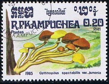 Scott  Gymnopilus spectabillis