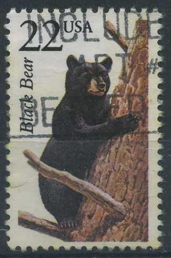 Oso negro