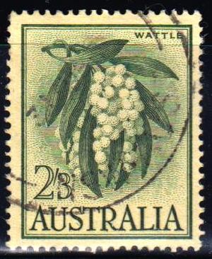 Wattle	