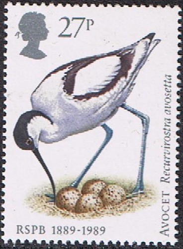 PÁJAROS. AVOCETA