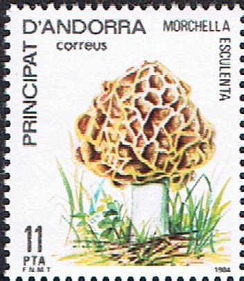 NATURALEZA. MURGA (MORCHELLA ESCULENTA)