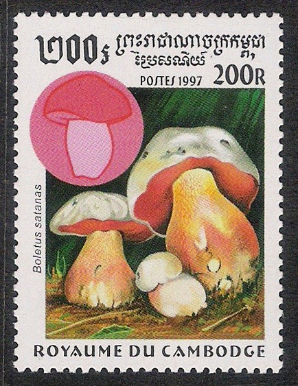 SETAS-HONGOS: 1.124.031,00-Boletus satanas