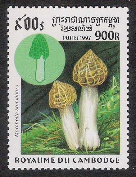 SETAS-HONGOS: 1.124.033,00-Morchella semilibera