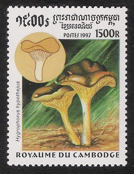 SETAS-HONGOS: 1.124.035,00-Hygrophorus hypotheius