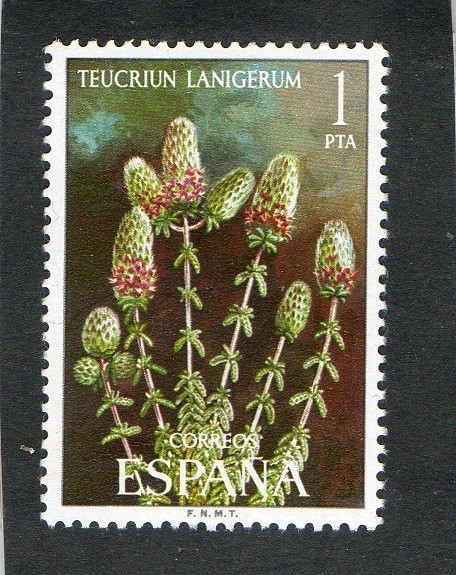 2220-FLORA. TEUCRIUM  LANIGERM