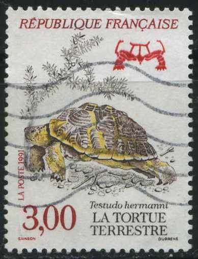 S2262 - Fauna Tortuga Terrestre