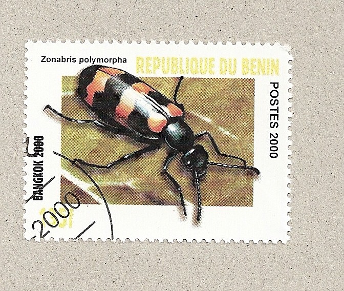 Zonabris polymorpha