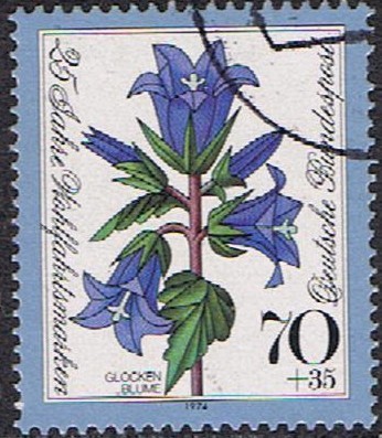 FLORES. CAMPANULA PERSICIFOLIA (CAMPANILLA)