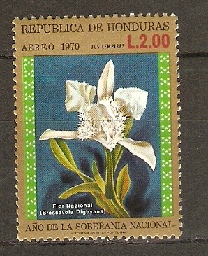 BRASSAVOLA  DIGBYANA