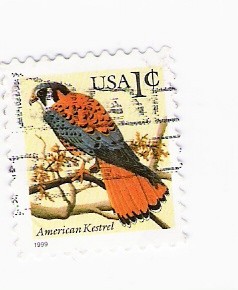 American Kestrel