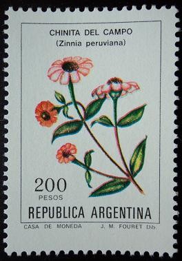 Chinita del campo / Zinnia peruviana