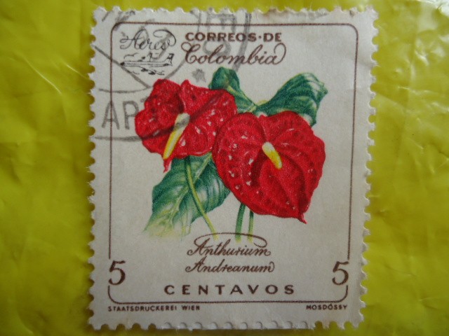 Anthurium Andreanum - nturios.