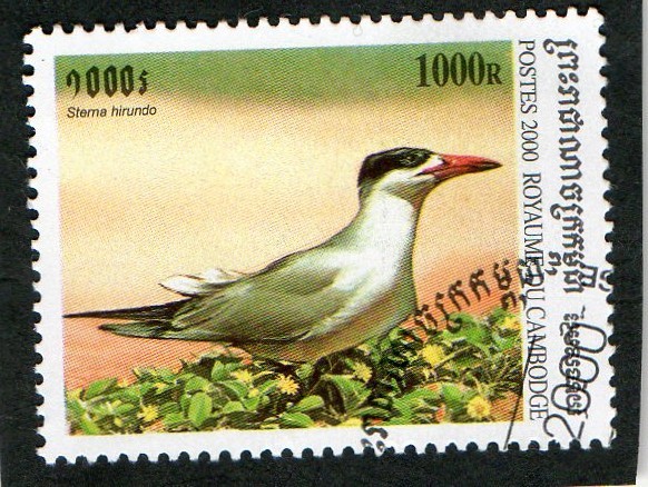 AVES.  STEMA HIRUNDO 