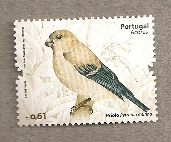 Pájaro Priolo de las Açores