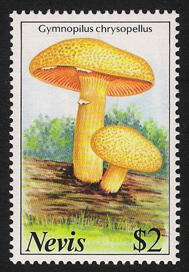 SETAS-HONGOS: 1.198.013,00-Gymnopilus chrysopellus