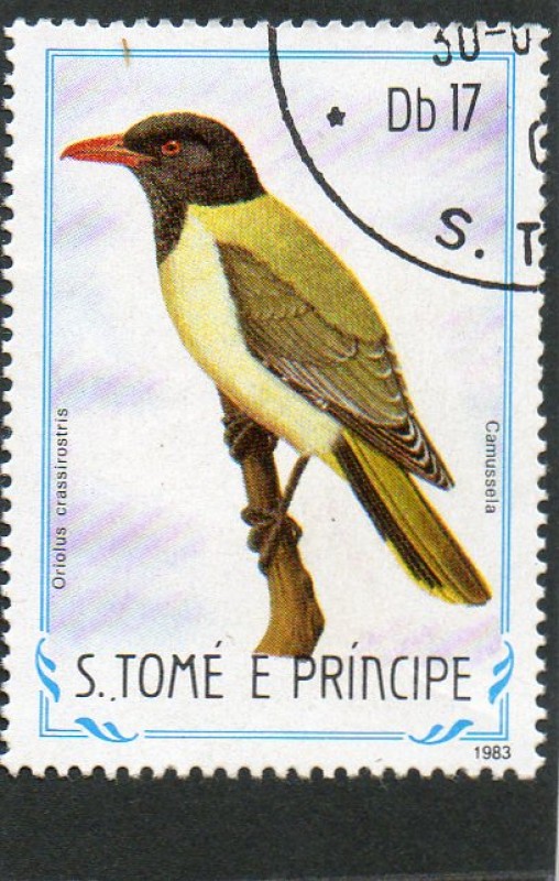 AVES.  ORIOLUS  CRASSIROTRIS