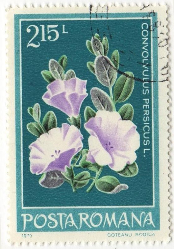 CONVOLVULUS PERSICUS L.