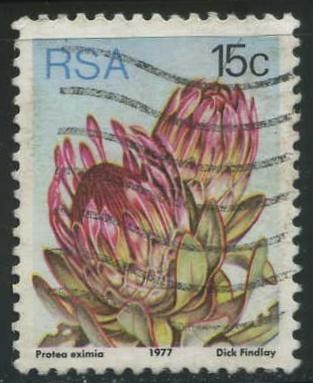 S485 - Protea eximia