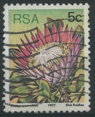 S479 - Protea cynaroides