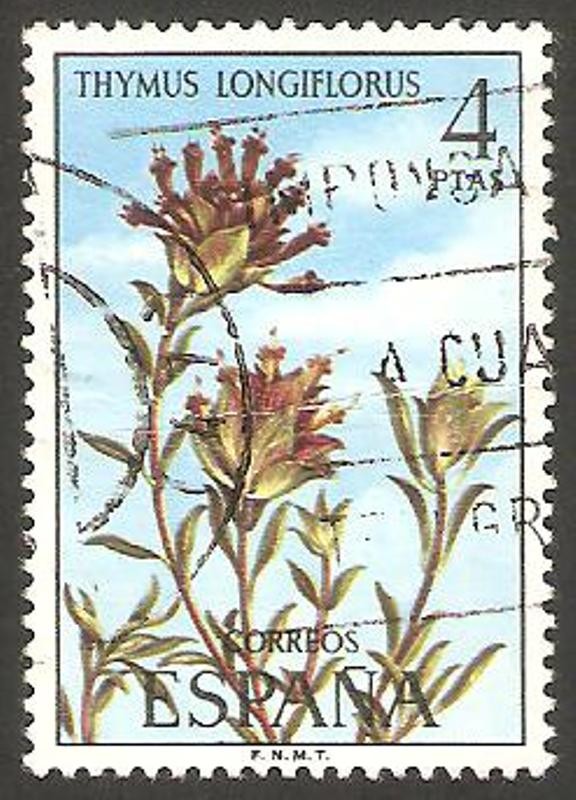 2222 - Flora, Thymus longiflorus