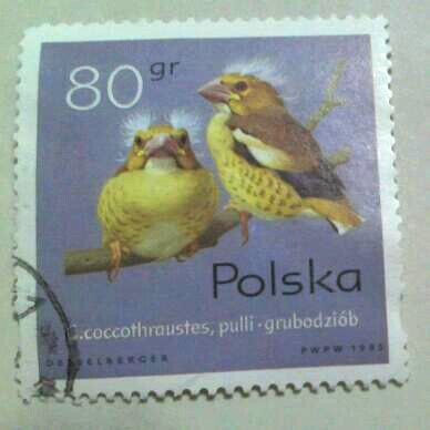 Coccothraustes