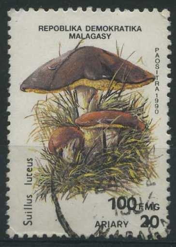 S1001D - Hongos (Suillus luteus)