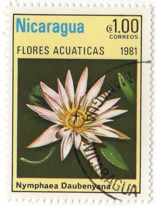 FLORES ACUATICAS.- Nymphaea Daubenyana