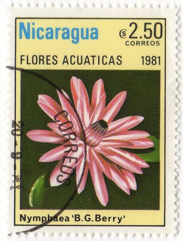 FLORES ACUATICAS.- Nymphaea ' B.G. Berry '