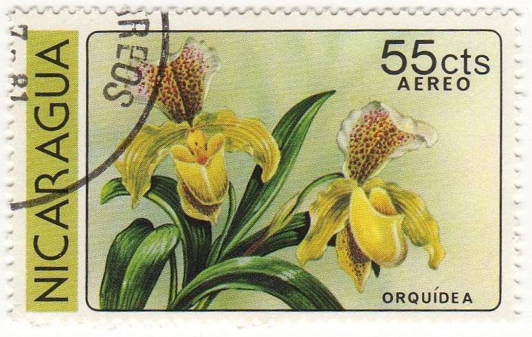 ORQUIDEA