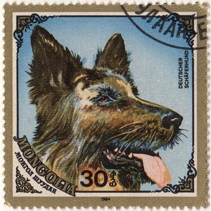 DEUTSCHER SCHÄFERHUND