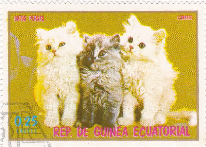 gatos persas