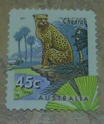 Cheeta