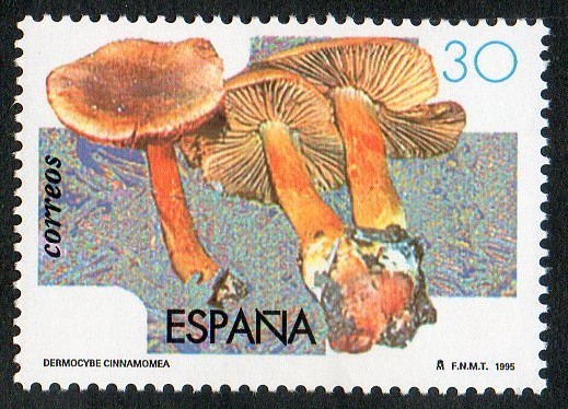 3342- Micología. Cortinario canelo  ( Dermocybe cinnamomea ).