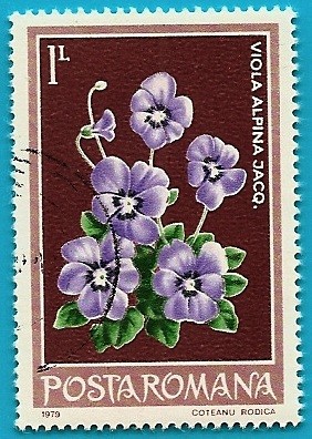 Violeta alpina