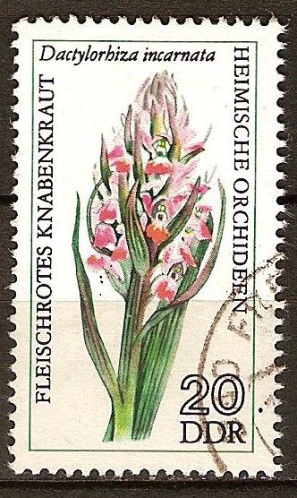 Orquídeas nativas.-Carnes rojas de orquídeas, Dactylorhiza incarnata(DDR)